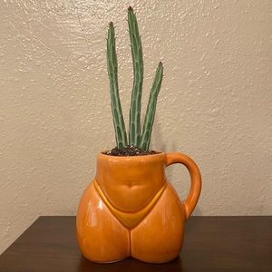 Planter and live cactus